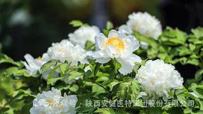 640 (1).webp (11).png